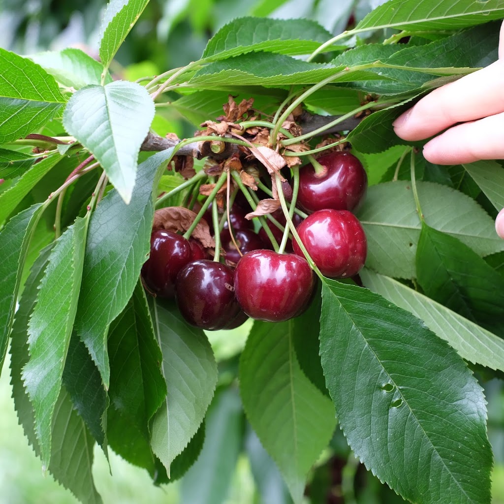 Yarra Valley Cherries | 585 Victoria Rd, Seville VIC 3139, Australia | Phone: (03) 5964 4685