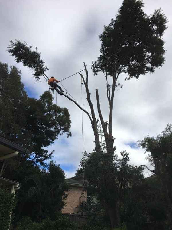 Limb-it-Less Tree Services |  | Korora Basin Rd, Korora NSW 2450, Australia | 0447590884 OR +61 447 590 884