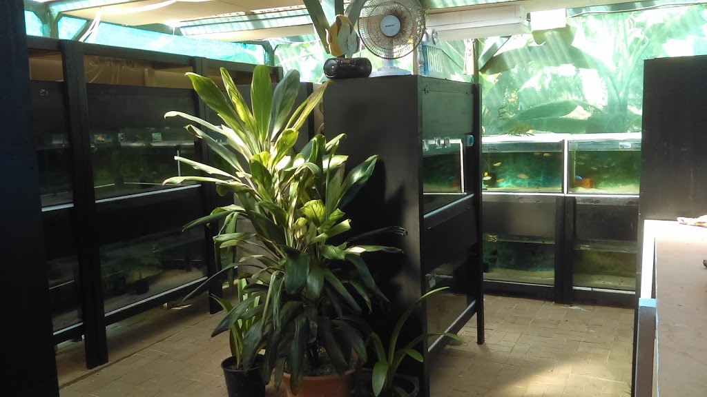 Bolshys Tropical Fish | 8 McNamara St, Ipswich QLD 4305, Australia | Phone: 0423 627 799