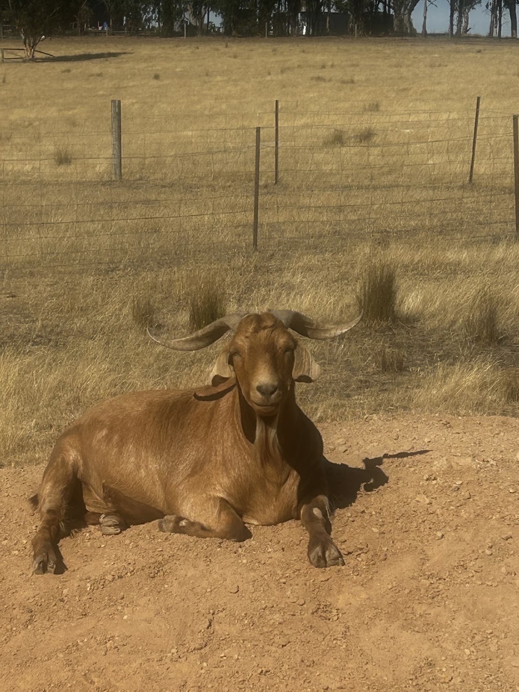 agriguard ptyltd | Sugarloaf Creek Rd, Sugarloaf Creek VIC 3658, Australia | Phone: 0490 372 162