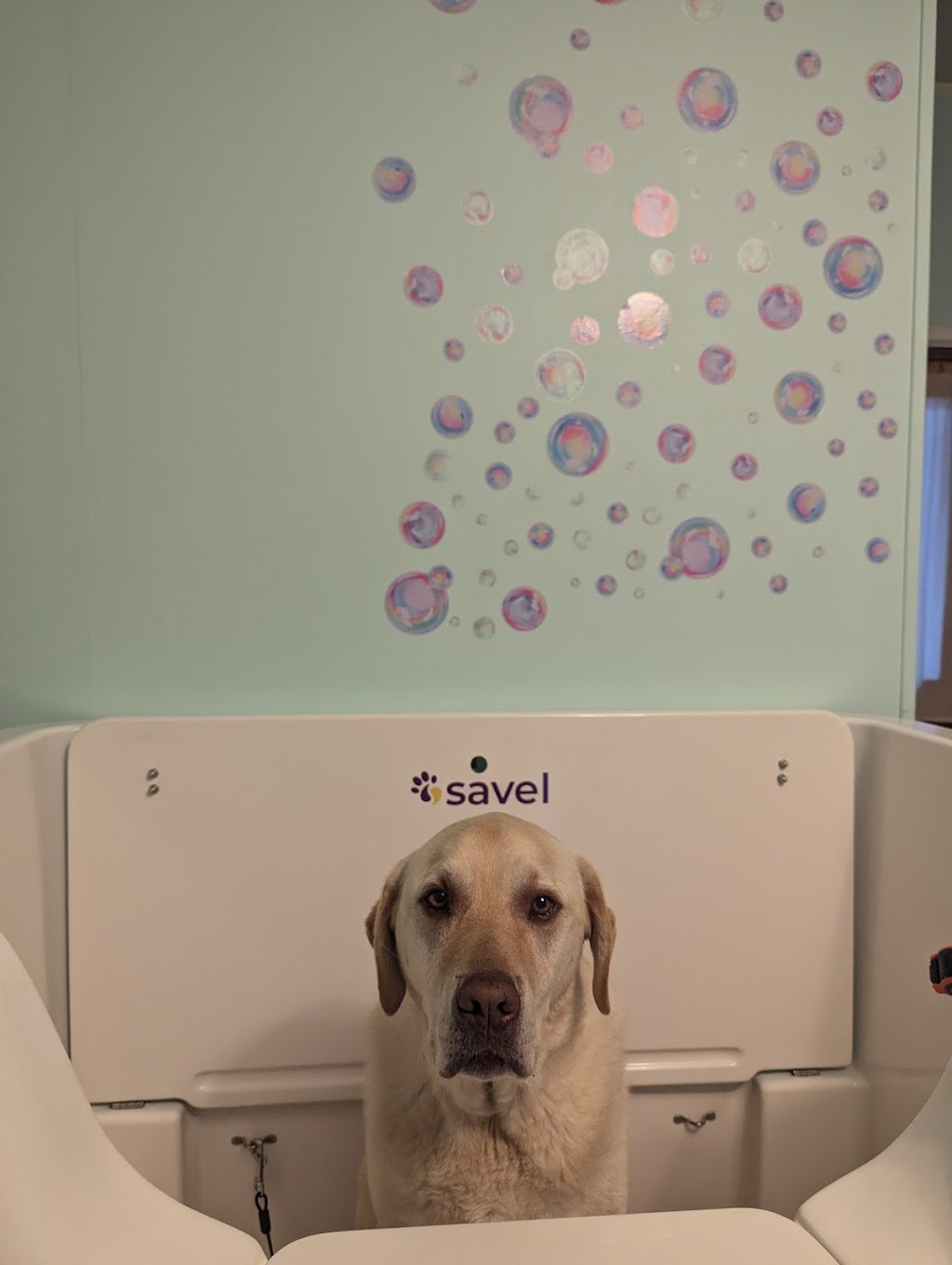 Billies Pet Spa | 535 Little Yarra Rd, Gladysdale VIC 3797, Australia | Phone: 0428 299 555