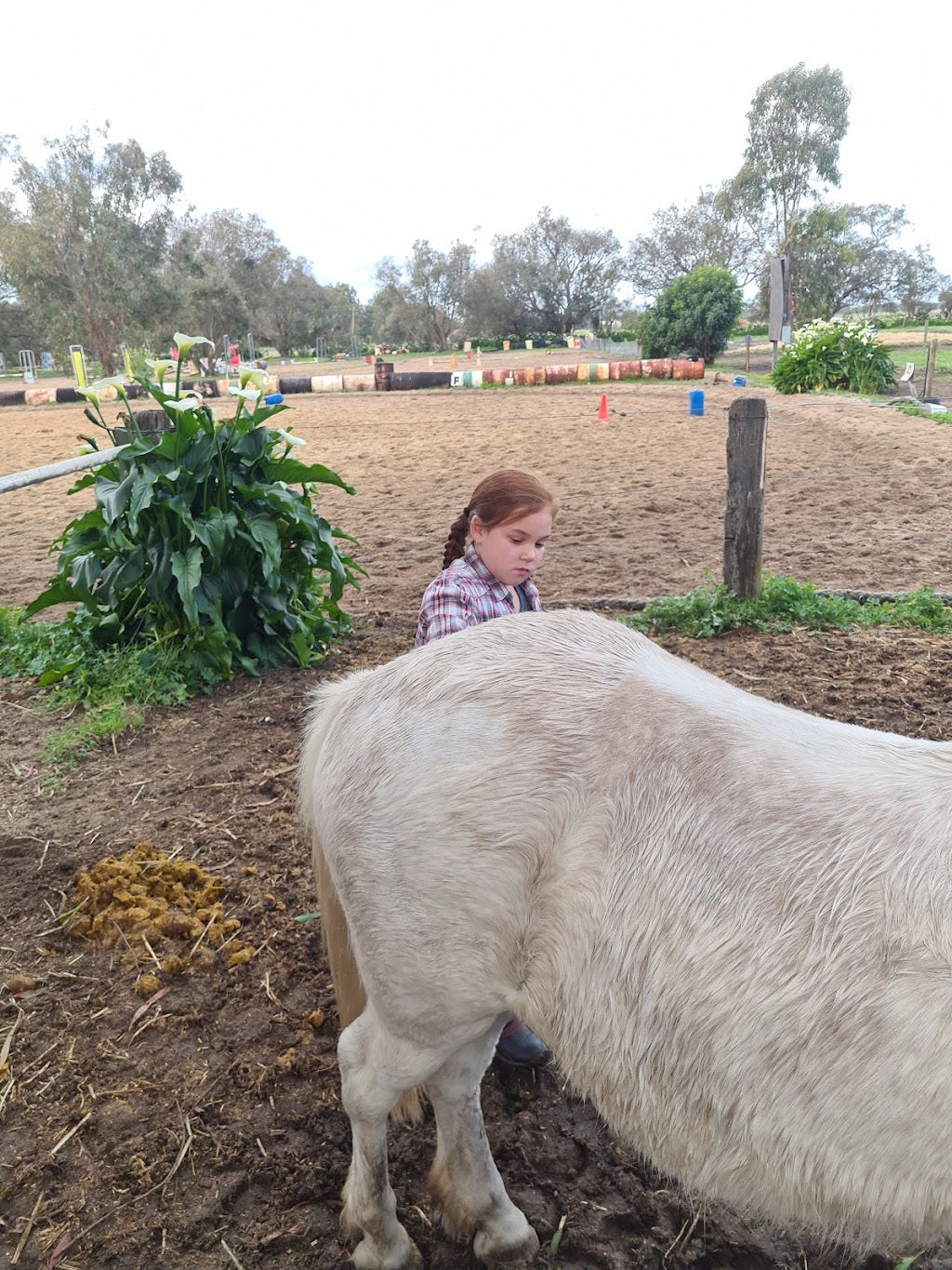 Foxdale Riding School | 100 Doghill Rd, Baldivis WA 6171, Australia | Phone: 0408 918 048