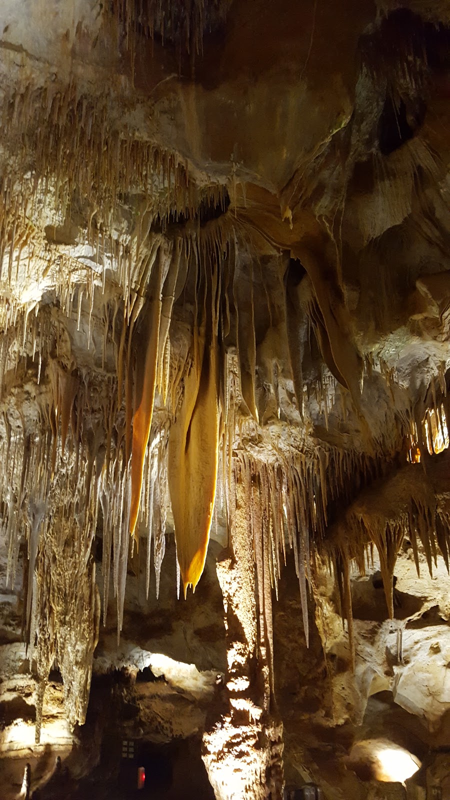Tantanoola Caves Conservation Park | park | 32047 Princes Hwy, Tantanoola SA 5280, Australia | 0887344153 OR +61 8 8734 4153