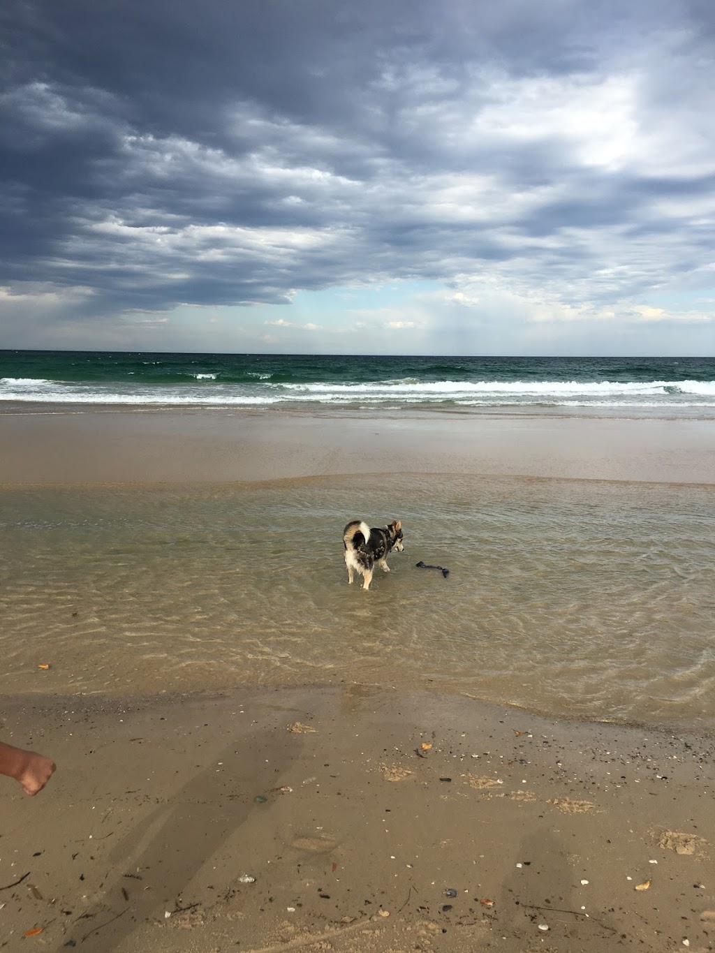 Tallebudgera Offleash Dog Beach - No Fence | 1511 Gold Coast Hwy, Palm Beach QLD 4221, Australia | Phone: (07) 5582 8211