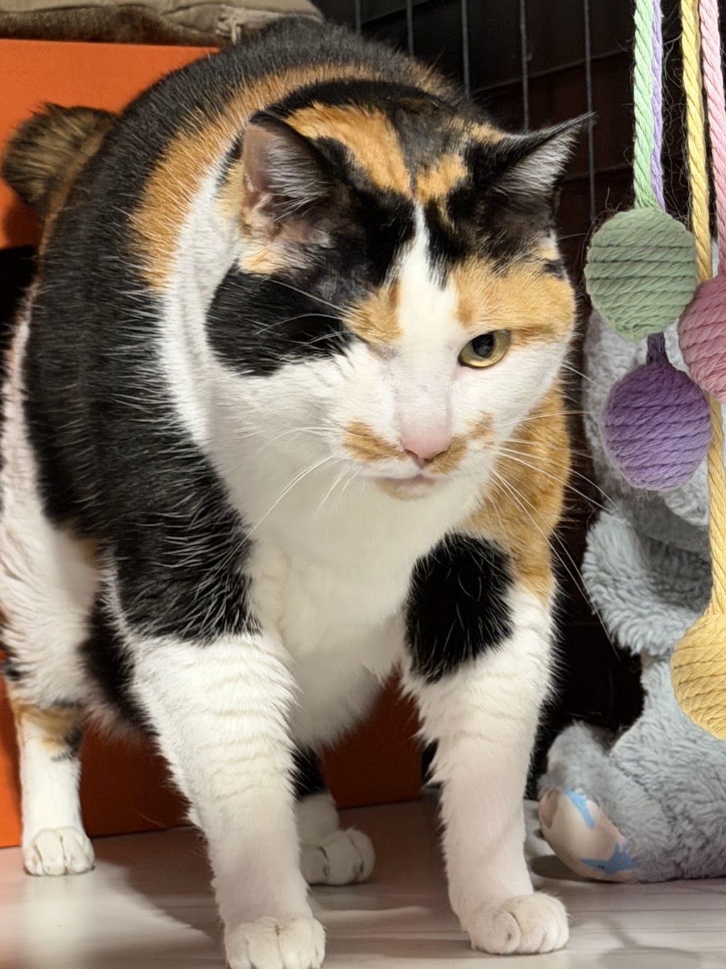 Crazy Cats Cattery | 555 Schoolhouse Ln, Tallarook VIC 3659, Australia | Phone: 0481 005 509