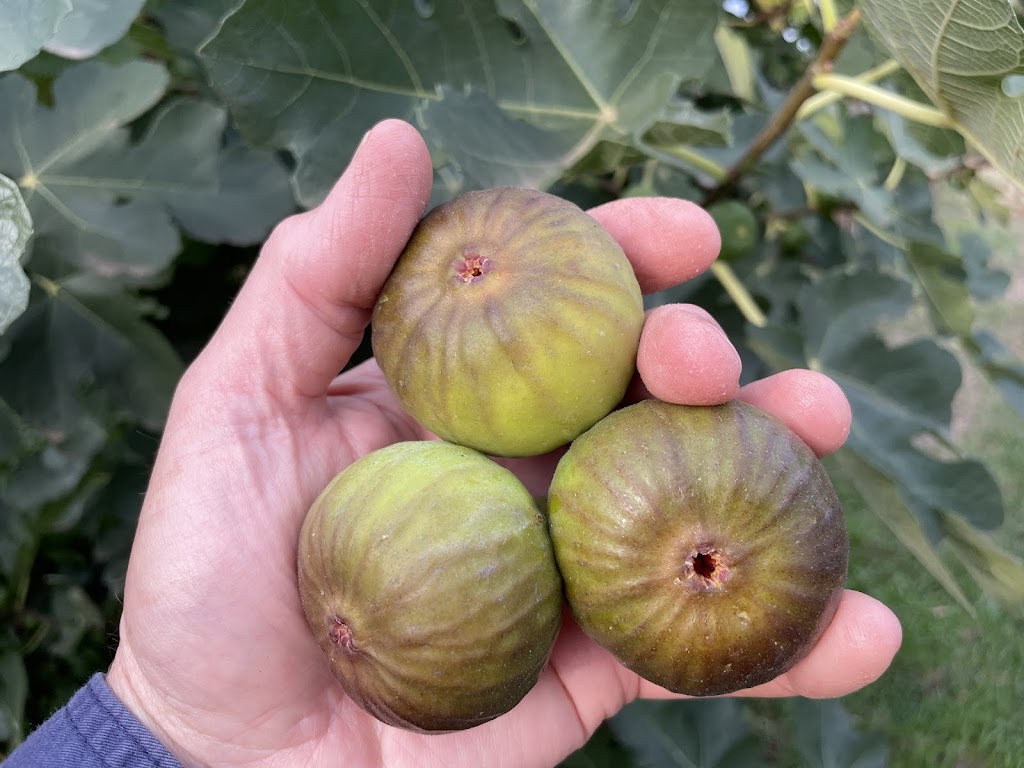 Glenlyon Blueberry Orchard | 18 Spring St, Glenlyon VIC 3461, Australia | Phone: 0484 183 686 Glenlyon Blueberry Orchard | 18 Spring St, Glenlyon VIC 3461, Australia | Phone: 0484 183 686