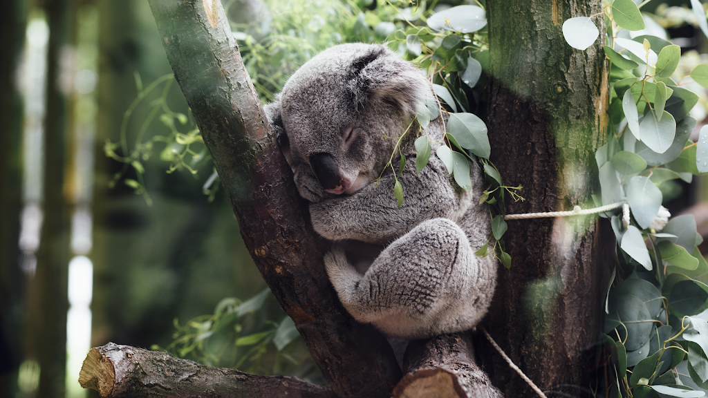 EcoView Retreat | 660 Trees Rd, Tallebudgera Valley QLD 4228, Australia | Phone: 0494 392 065