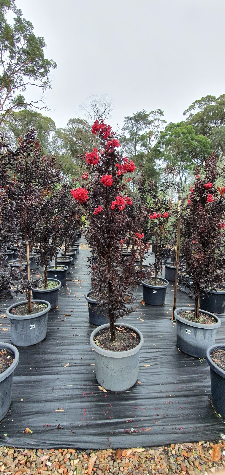 Exotic Nurseries & Landscaping | 676 Old Northern Rd, Dural NSW 2158, Australia | Phone: (02) 9651 2299