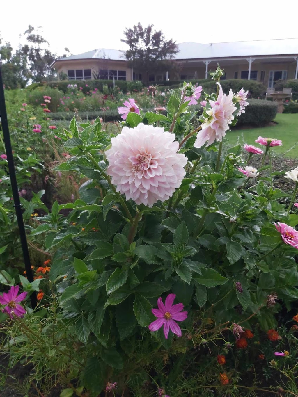 Ballandean Blooms | 123 Sundown Rd, Ballandean QLD 4382, Australia | Phone: 0412 130 402