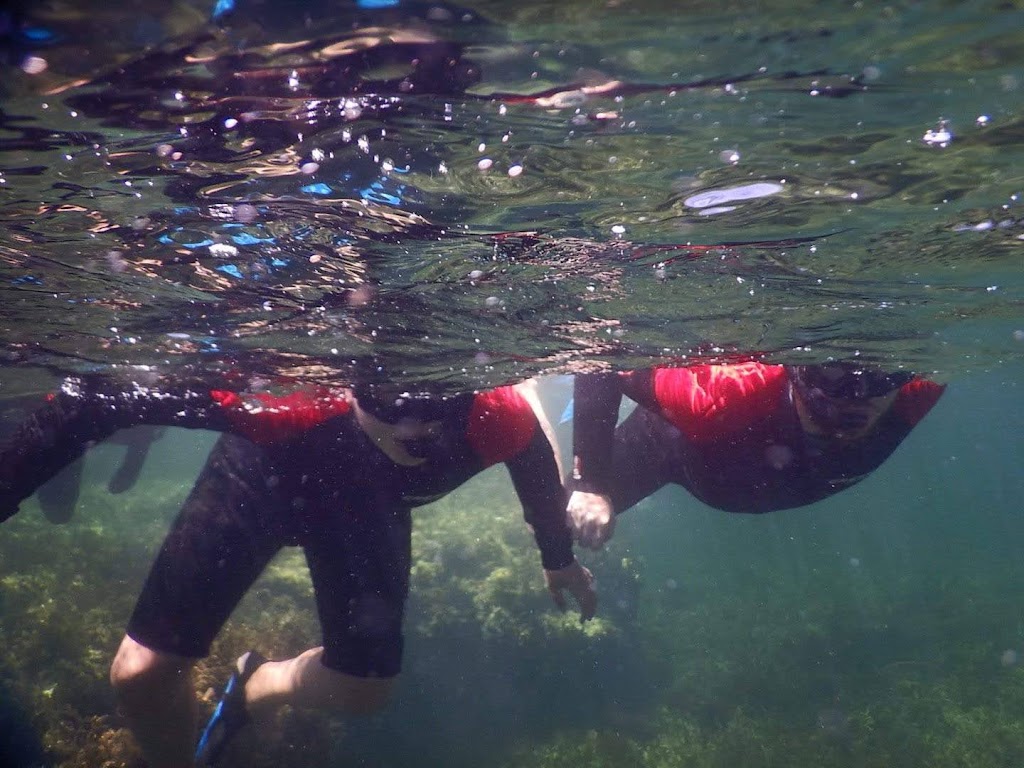 Rottnest Snorkel | Colebatch Ave, Rottnest Island WA 6161, Australia | Phone: 0499 523 166