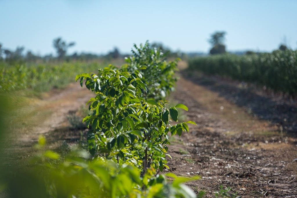 Premier Australian Walnuts |  | 200 Lemnos N Rd, Lemnos VIC 3631, Australia | 0402902225 OR +61 402 902 225