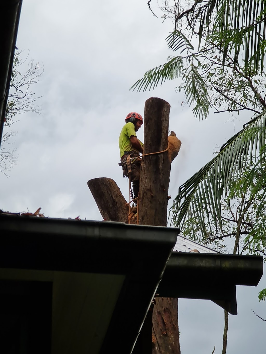 Colourful Tree Lopping & Stump Grinding | 44A Oyster Point Esplanade, Scarborough QLD 4020, Australia | Phone: 0418 988 966