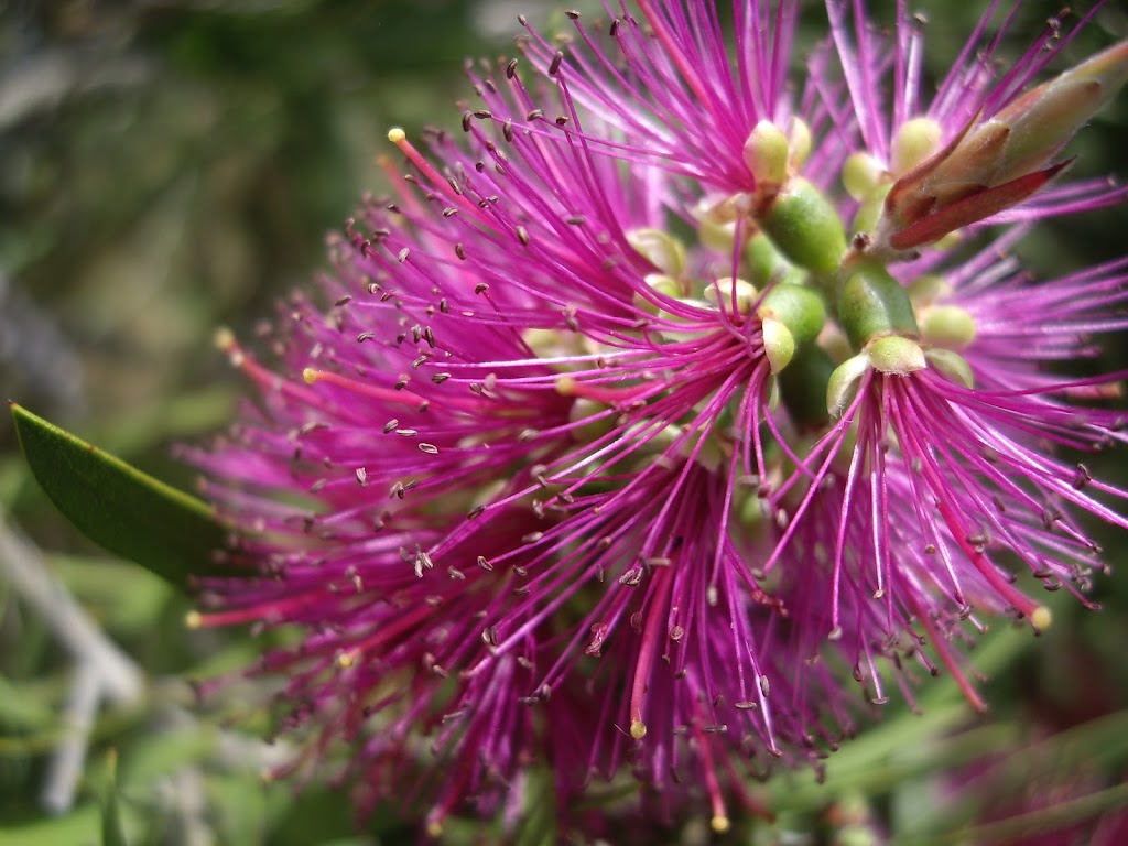 OzTrees Nursery | 569 Warrowie Rd, Irrewarra VIC 3249, Australia | Phone: 0455 988 961