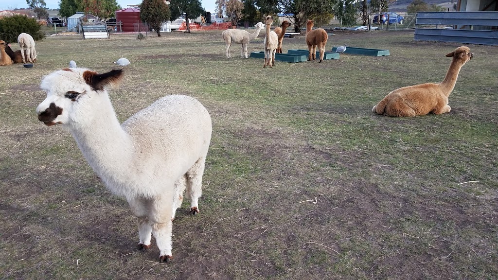 Toffeemont Alpacas | 53 Orielton Rd, Orielton TAS 7172, Australia | Phone: 0428 939 979