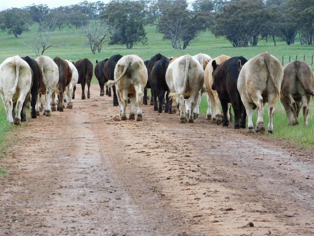Callow Livestock Pty Ltd | Digilah Station, 1799 Digiliah Road, Dunedoo NSW 2844, Australia | Phone: 0437 735 753