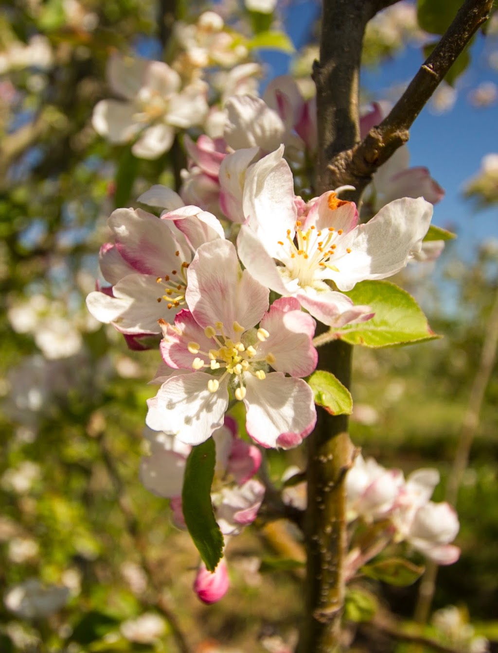 Paynes Orchards | store | 372 Bacchus Marsh Rd, Bacchus Marsh VIC 3340, Australia | 0386760172 OR +61 3 8676 0172