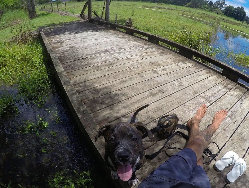 Hinterland Regional Fenced Agility Dog Park | Mudgeeraba QLD 4213, Australia