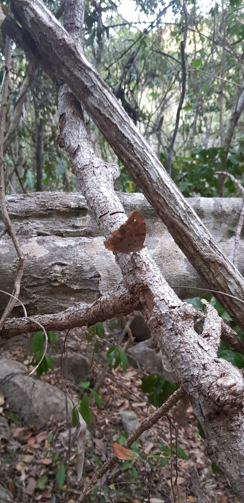 Arcadia Walking Trail | park | Mandalay Ave, Nelly Bay QLD 4819, Australia