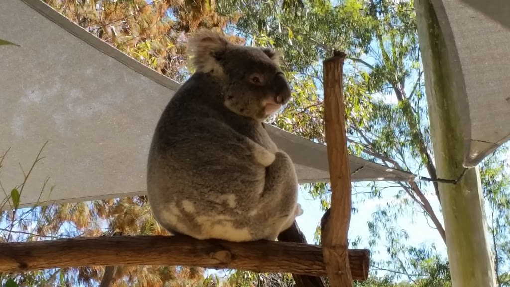 Kamholtz Fenced Agility Dog Park | park | 2 Souter St, Nerang QLD 4211, Australia