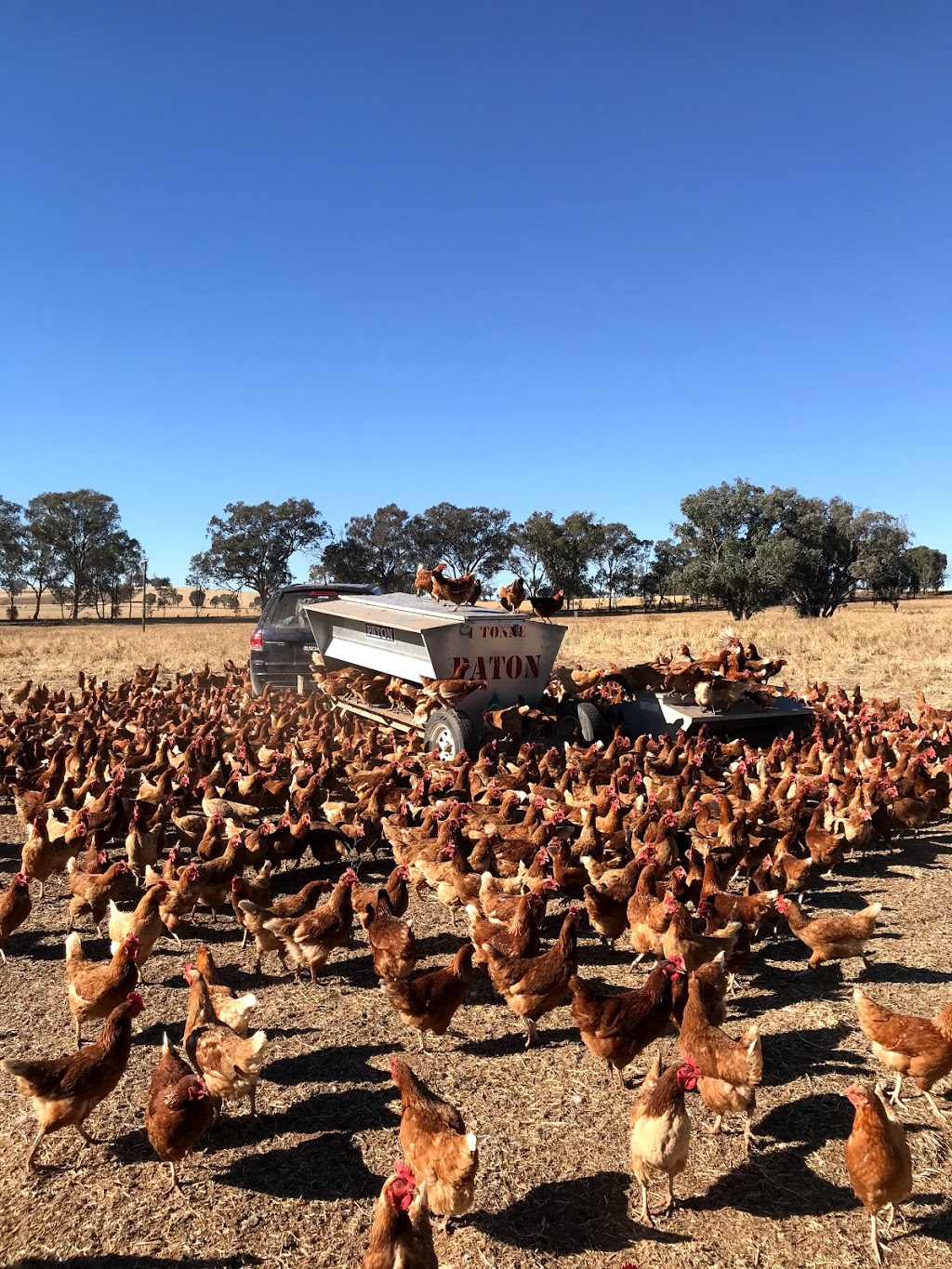 West Walla Farm | Windfall, 566 Walla W Rd, Walla Walla NSW 2659, Australia | Phone: 0432 761 555