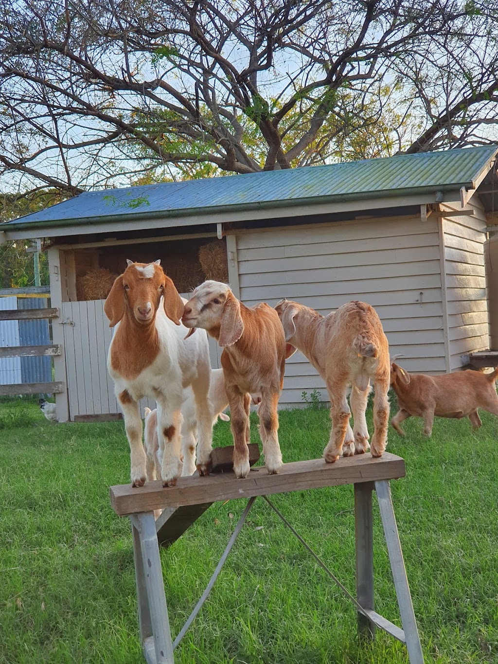 Flagrock Farmstay | 139 Frenches Creek Rd, Frenches Creek QLD 4310, Australia | Phone: 0404 817 475