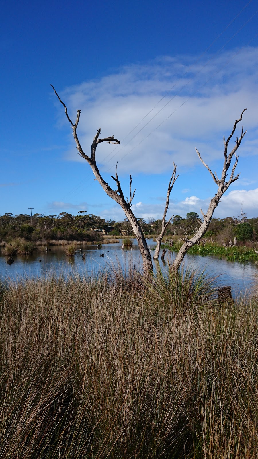 Coogoorah Park | park | Coogoorah Park, 21A River Reserve Rd, Anglesea VIC 3230, Australia