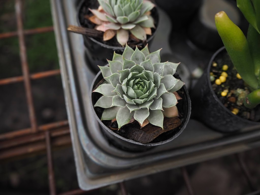 Succulent Boxes WA | 21 Fewster St, Muchea WA 6501, Australia | Phone: 0407 409 845