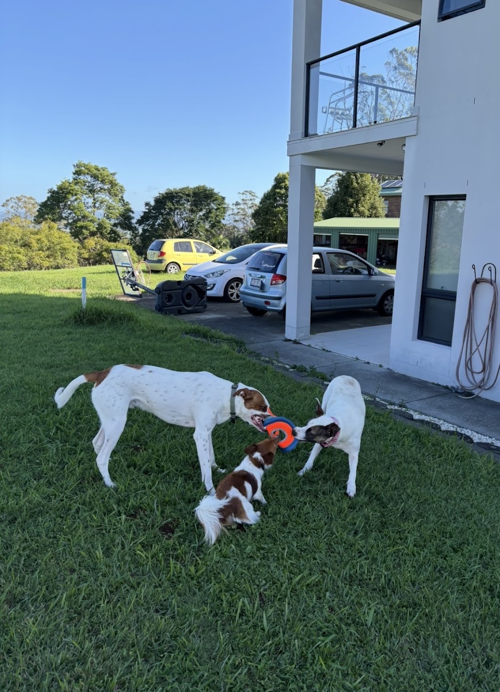 Paw-some Dog Care | Warrego Pl, Terranora NSW 2486, Australia | Phone: 0493 175 455