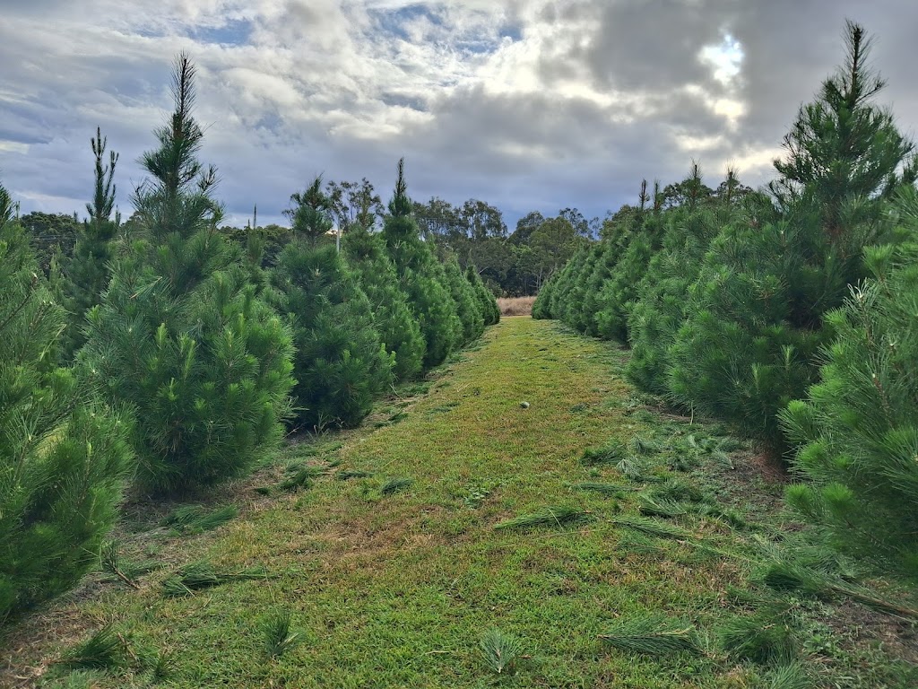 Brisbane Valley Christmas Tree Farm | Hamiltons Ln, Mount Beppo QLD 4313, Australia | Phone: 0409 671 136