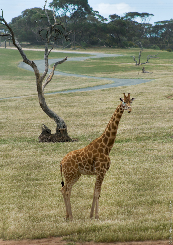 Monarto Zoo | zoo | Old Princes Hwy, Monarto South SA 5254, Australia | 0885344100 OR +61 8 8534 4100