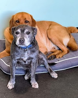 Move Unleashed Port Stephens | Shopping Village, Shop 1/37 Ferodale Rd, Medowie NSW 2318, Australia | Phone: 0400 114 557