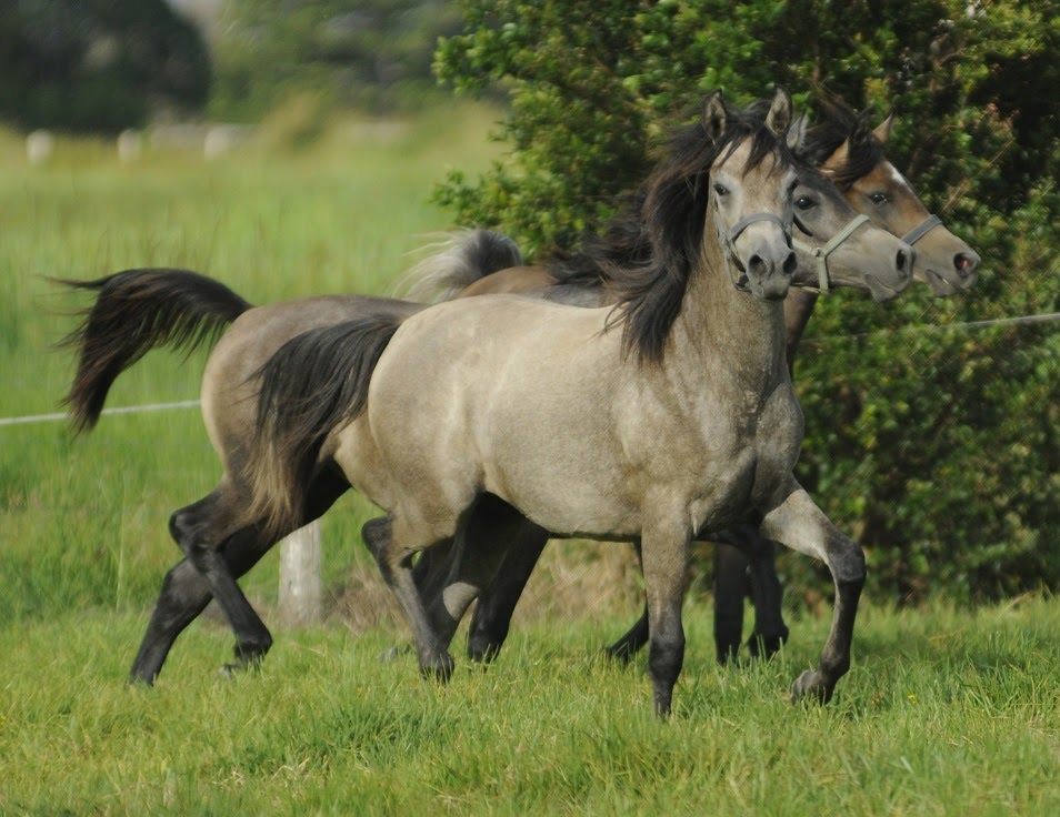 Myth Haven Arabian Farm | 1399 Macleay Valley Way, Seven Oaks NSW 2440, Australia | Phone: (02) 6567 4379