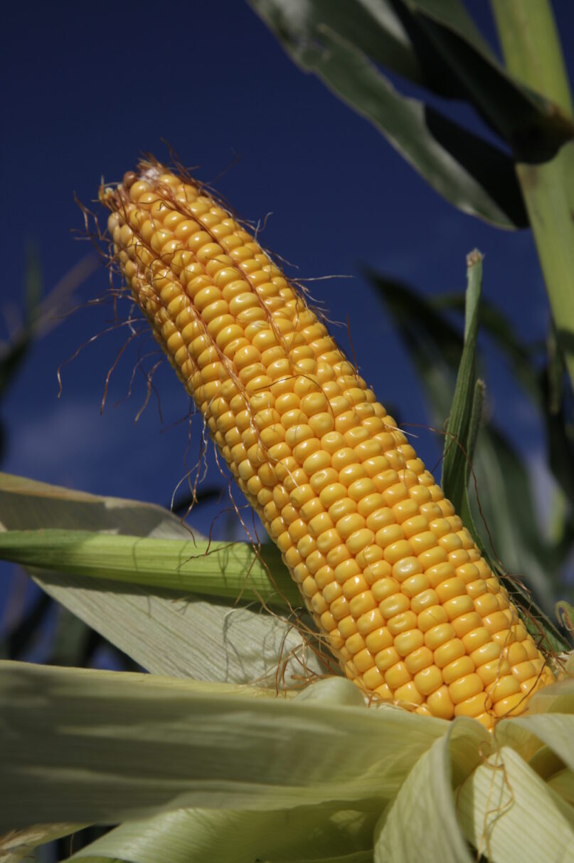 Agventure Farming | 1468 Millmerran Leyburn Rd, Tummaville QLD 4352, Australia | Phone: 0429 646 869