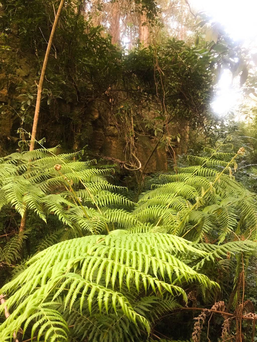 Tunnel Gully Reserve | 16 Great Western Hwy, Lapstone NSW 2773, Australia