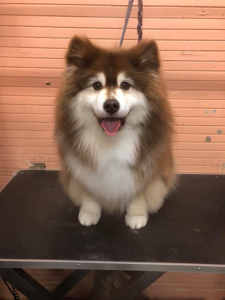 Rysup Dog Grooming | 10 Campbell St, Ellalong NSW 2325, Australia | Phone: 0425 807 519