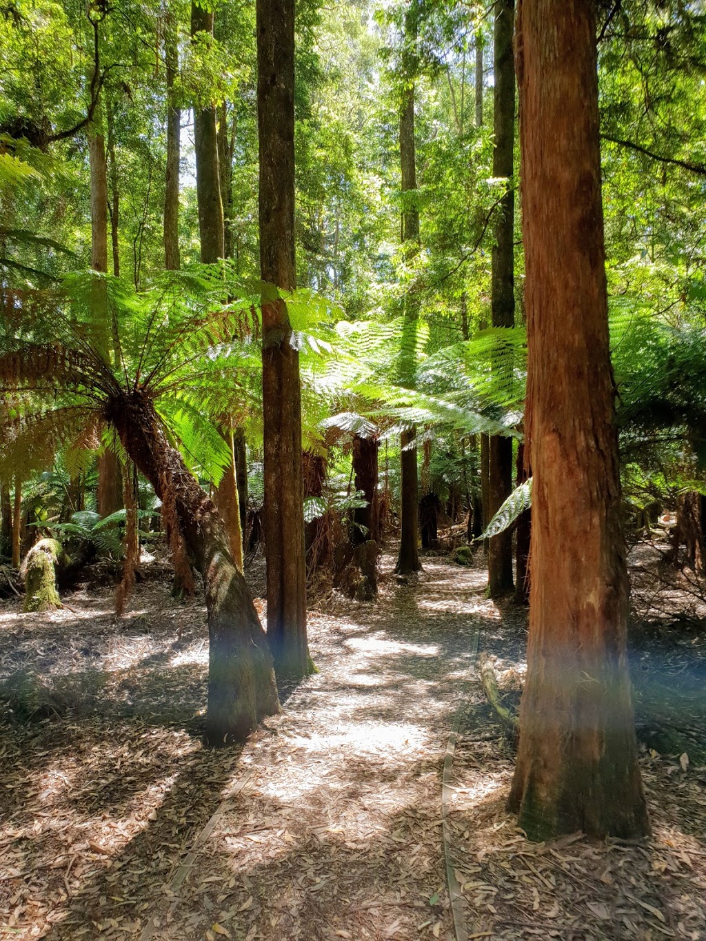 Dip Falls Forest Reserve | Mawbanna TAS 7321, Australia