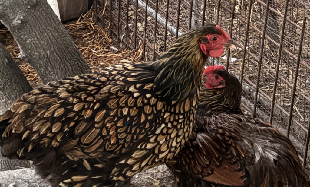 Debras Chicken Haven | Daisy Rd, Mount Tarampa QLD 4311, Australia | Phone: 0447 795 657