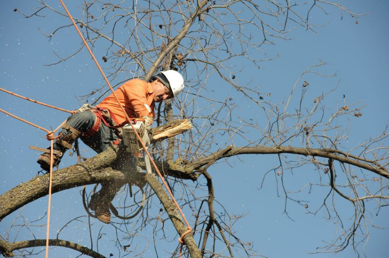 Caboolture Tree Removal North lakes | 3 Mason Ave, Kallangur QLD 4503, Australia | Phone: (07) 3064 0688