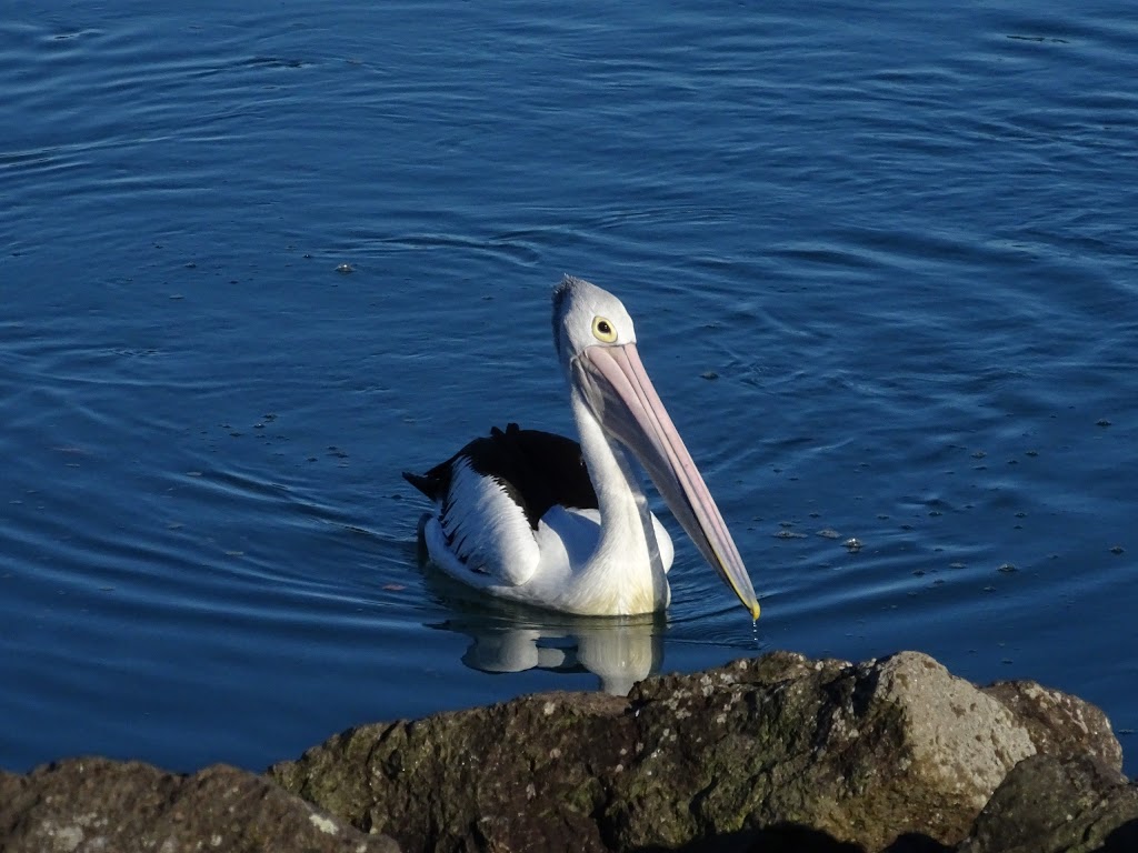 Byron Bay Eco Cruises and Kayaks | Boat Harbour, 1 Old Pacific Highway, Brunswick Heads NSW 2483, Australia | Phone: 0410 016 926