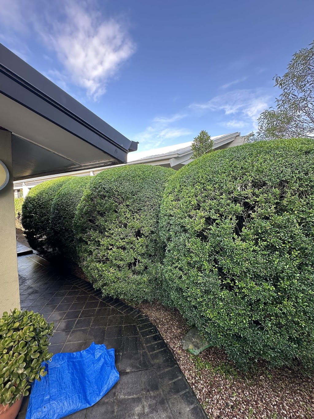 The Gardener & Co. | 189 Jefferson Ln, Palm Beach QLD 4221, Australia | Phone: 0460 941 392