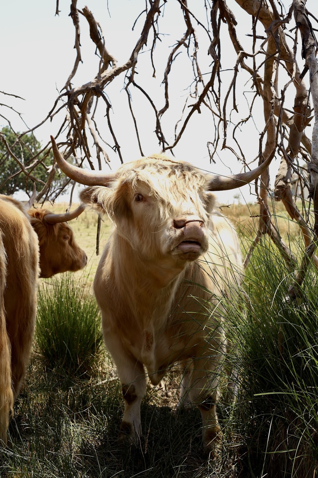 Ivy Hill Highland Cattle | 306 Grabine Rd, Bigga NSW 2583, Australia | Phone: 0487 828 150