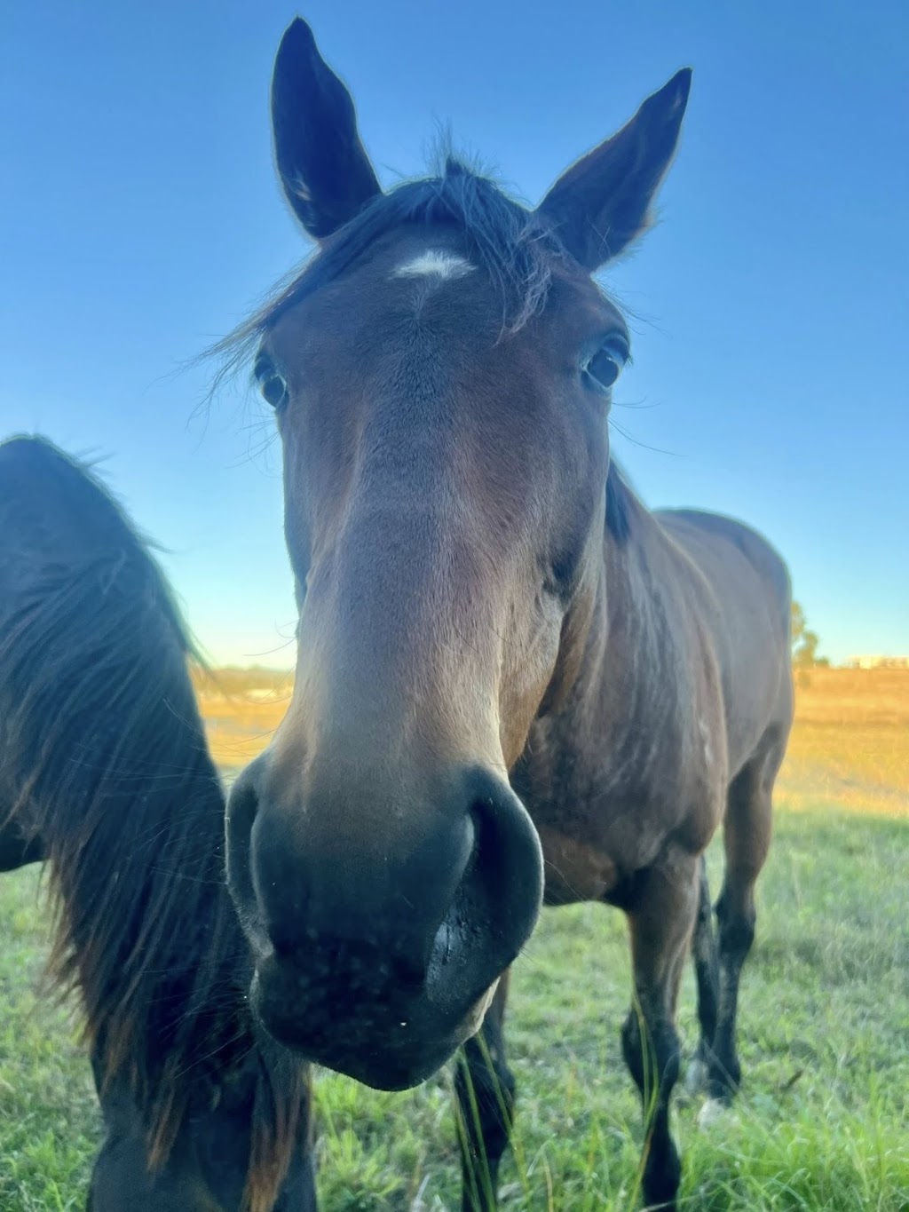 Someday Racing & Breeding | 363 Round Mountain Rd, Laravale QLD 4285, Australia | Phone: 0435 382 443
