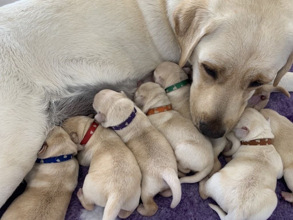 Dowlfalls Labradors | 102 Dowlings Falls Rd, Toorooka NSW 2440, Australia | Phone: 0428 671 252