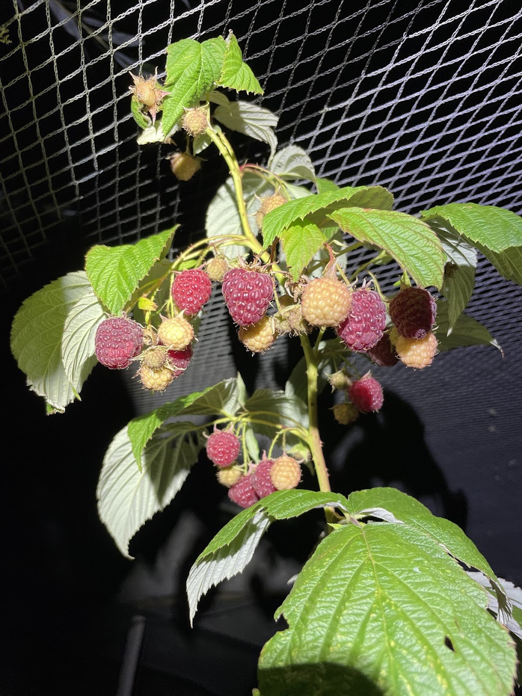 Glenlyon Blueberry Orchard | 18 Spring St, Glenlyon VIC 3461, Australia | Phone: 0484 183 686 Glenlyon Blueberry Orchard | 18 Spring St, Glenlyon VIC 3461, Australia | Phone: 0484 183 686