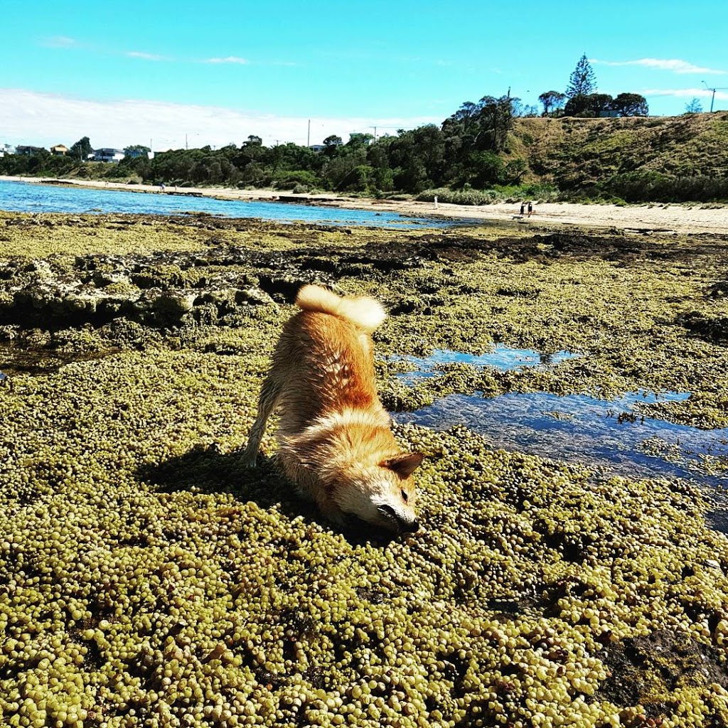 Dog Friendly Beach - Ricketts Point | park | 389/390 Beach Rd, Beaumaris VIC 3193, Australia
