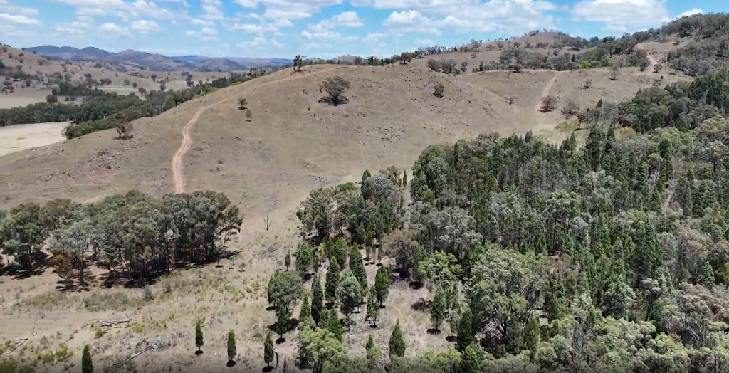 Moo Meadows | 233 Cuthel La, Gulgong NSW 2852, Australia | Phone: 0429 779 141