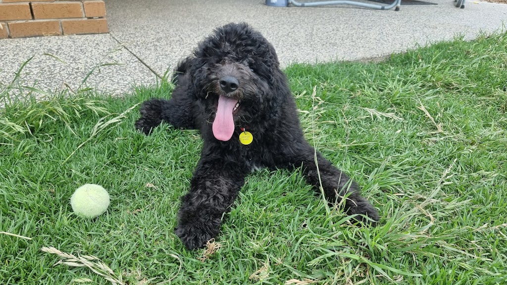 Gramayre Groodles and Poodles | 180 Fords Outlet Rd, Deans Marsh VIC 3235, Australia | Phone: 0448 528 000