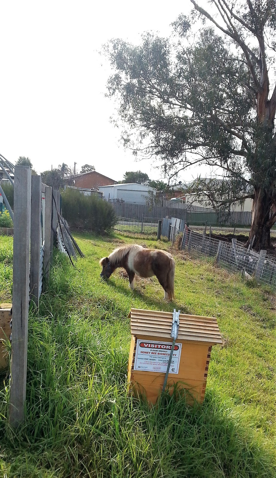 Snowy Growers Community Garden Orbost | 32 Lawson St, Orbost VIC 3888, Australia | Phone: 0403 627 907