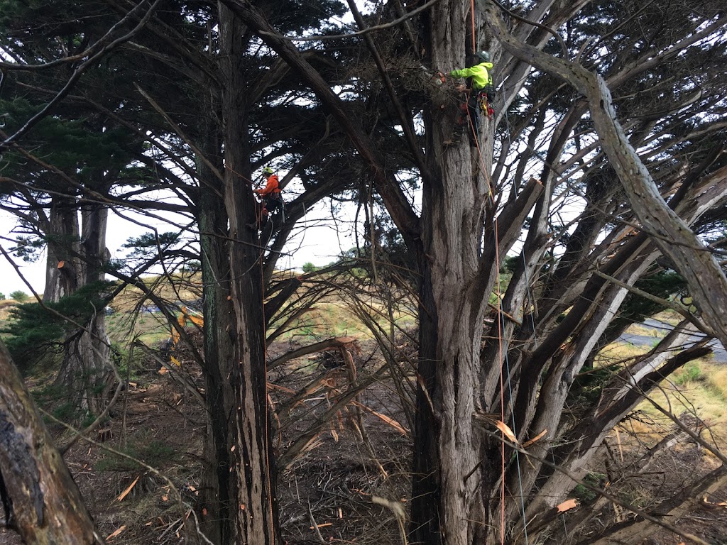 Ridge Tree Services | 2-6 Great Ocean Rd, Lavers Hill VIC 3238, Australia | Phone: 0475 635 016