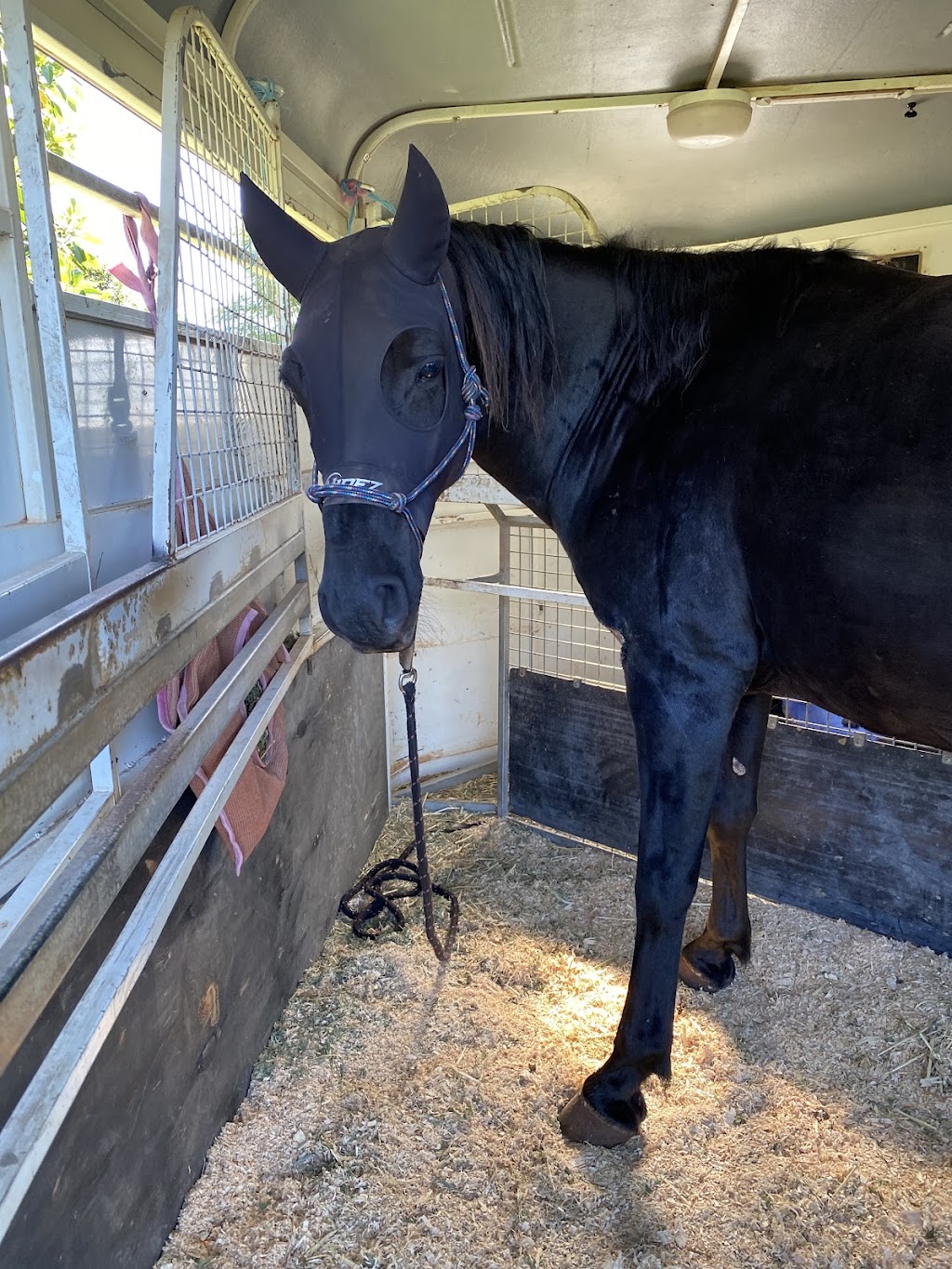 Darling Downs Equine Transport | 12 Melric Ct, Geham QLD 4352, Australia | Phone: 0433 451 241